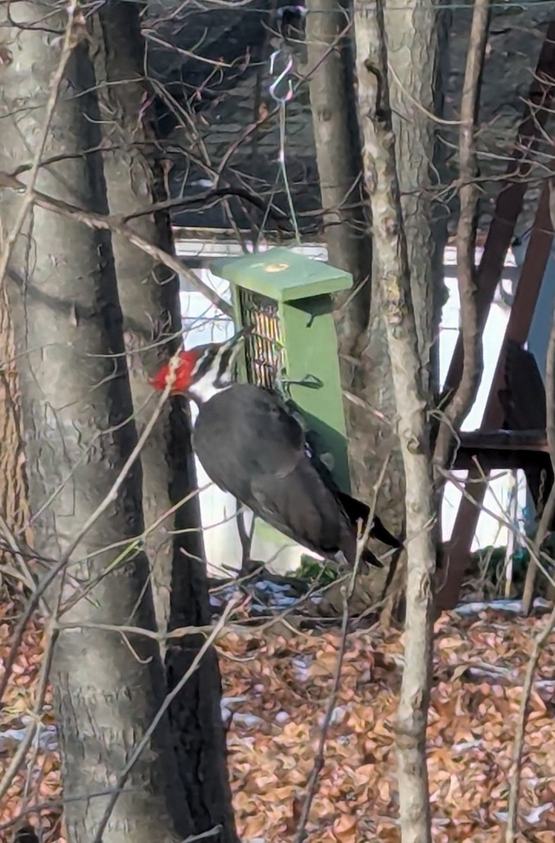 datel chocholatý - ML646859577