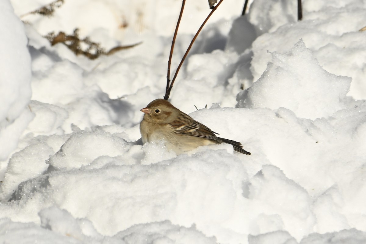 Field Sparrow - ML646859579