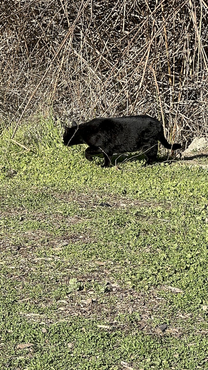 Animals - ML646859580