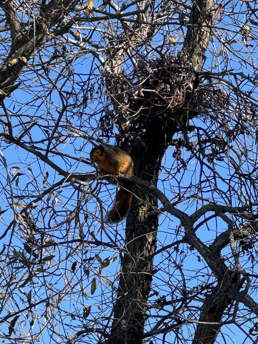 Animals - ML646859581