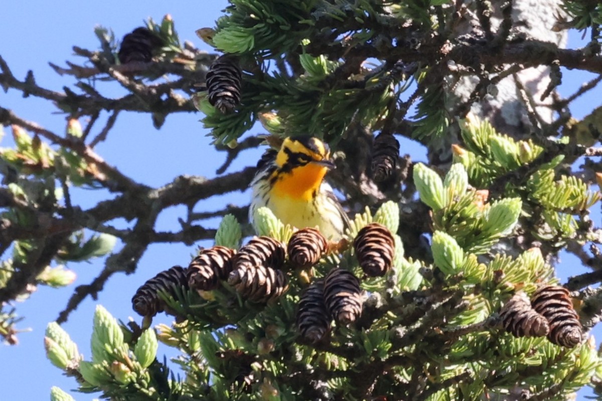 Reinita Gorjinaranja - ML646859583