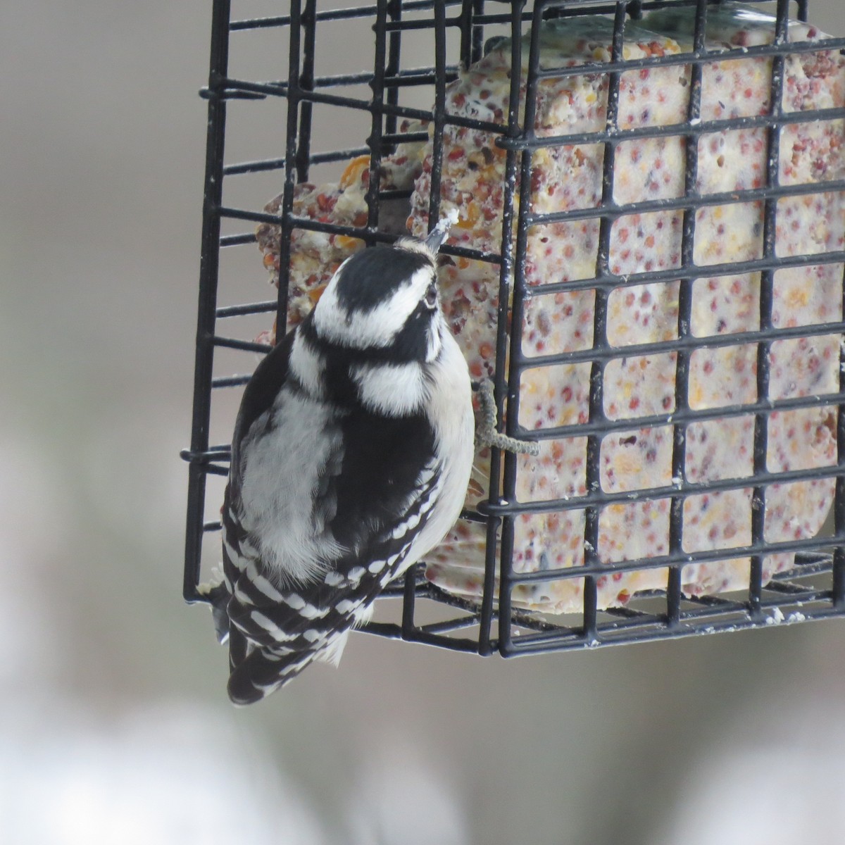 dunspett - ML646859584