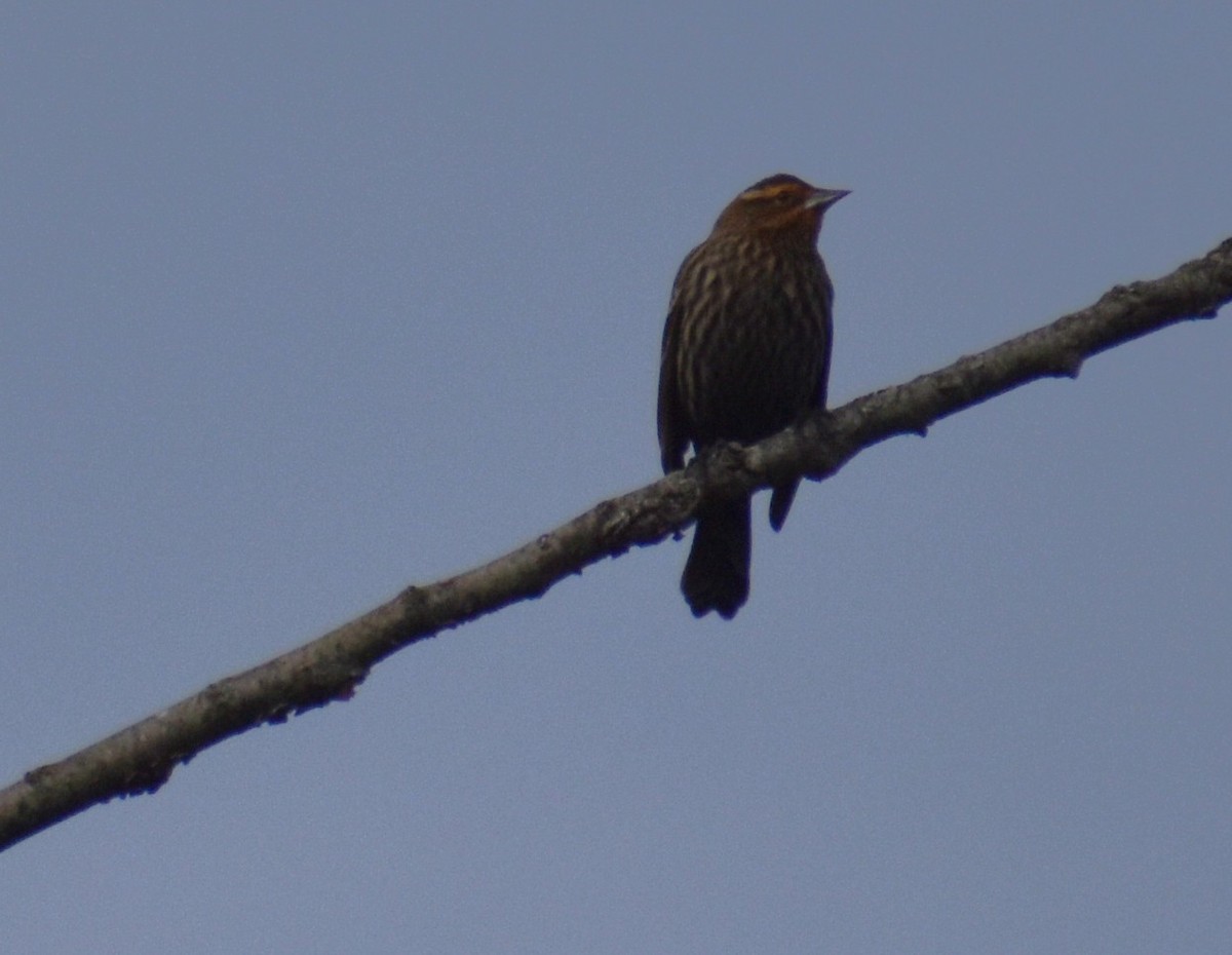 Red-winged Blackbird - ML646859585