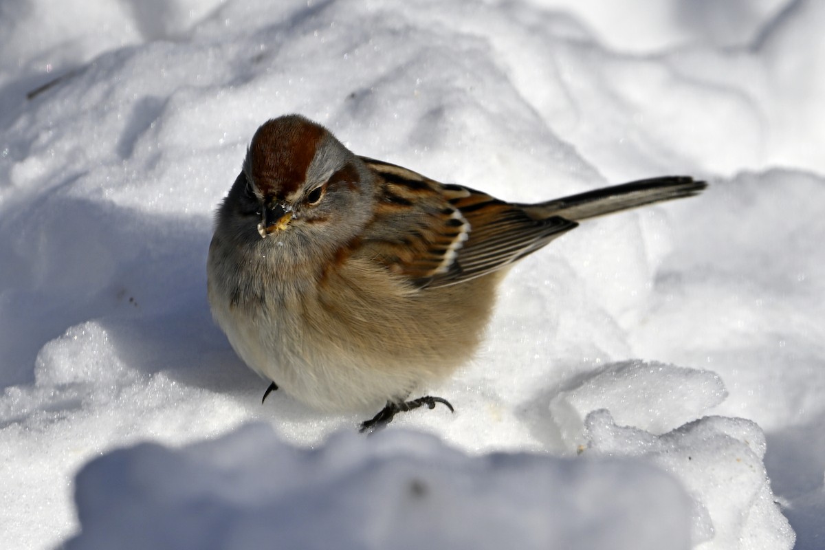 American Tree Sparrow - ML646859587