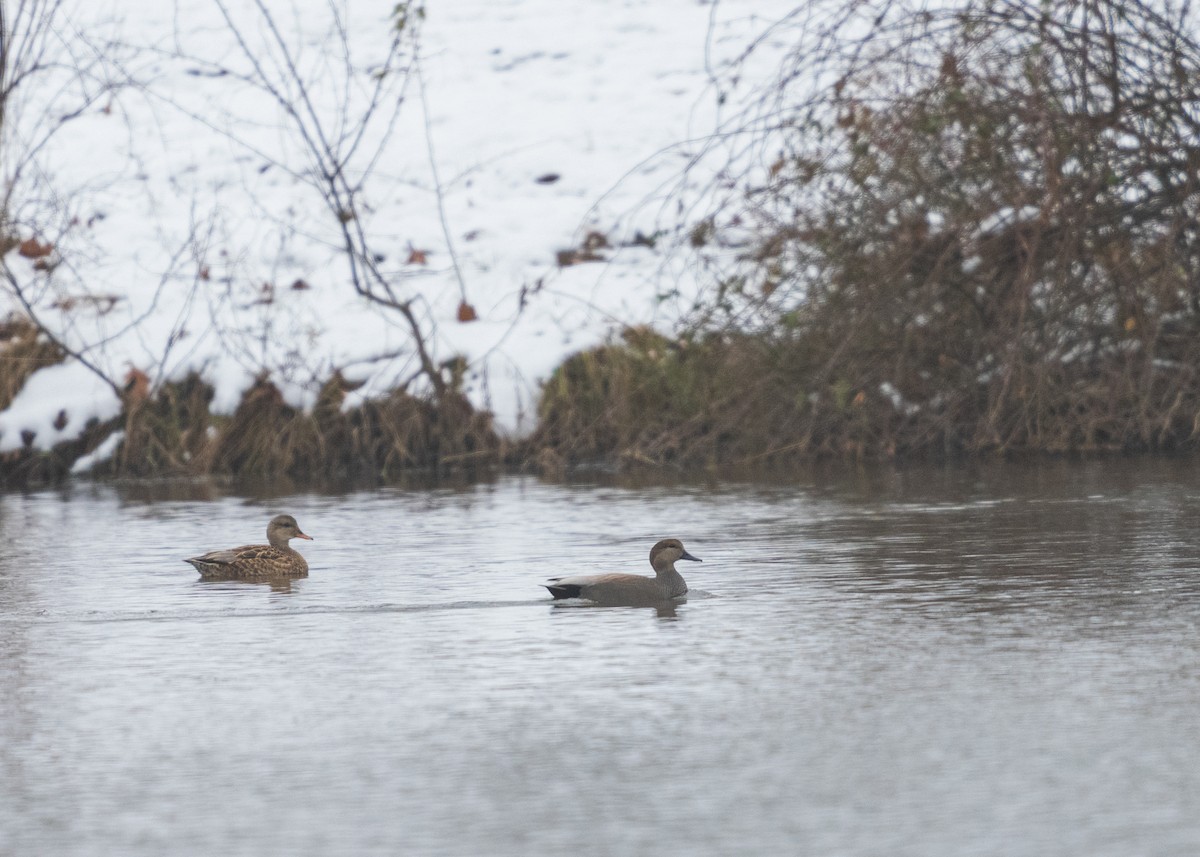 kopřivka obecná - ML646859595