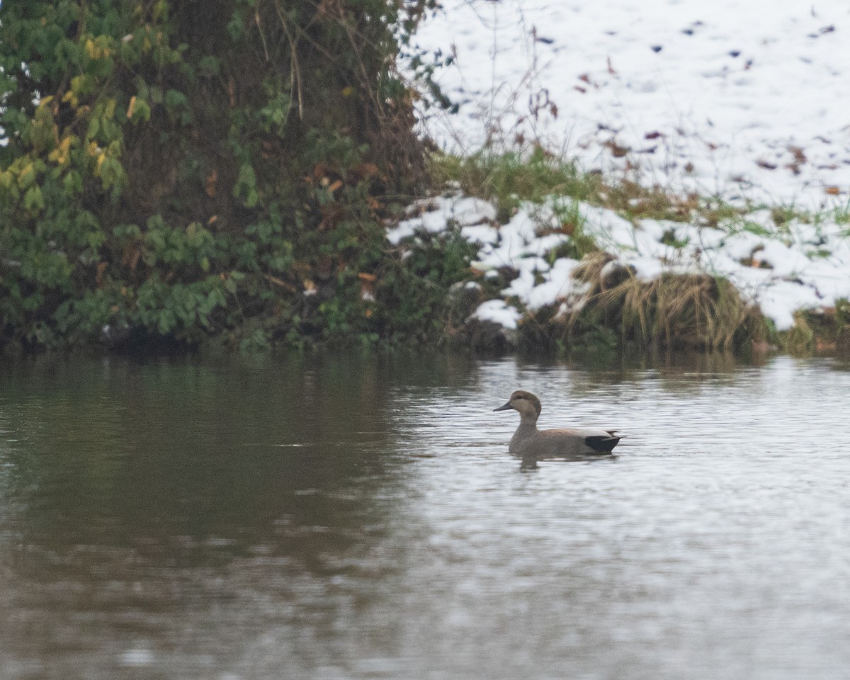 kopřivka obecná - ML646859596