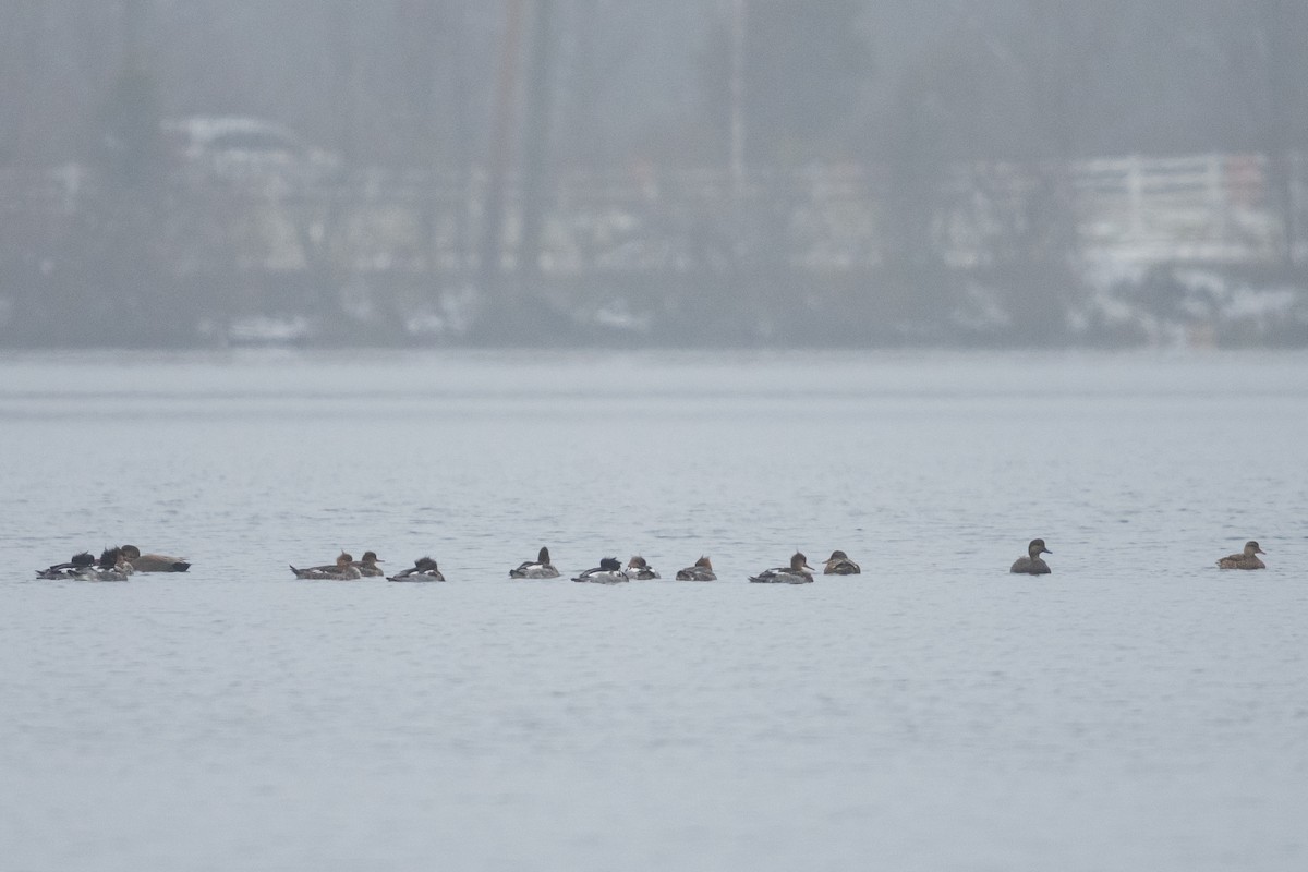 kopřivka obecná - ML646859597