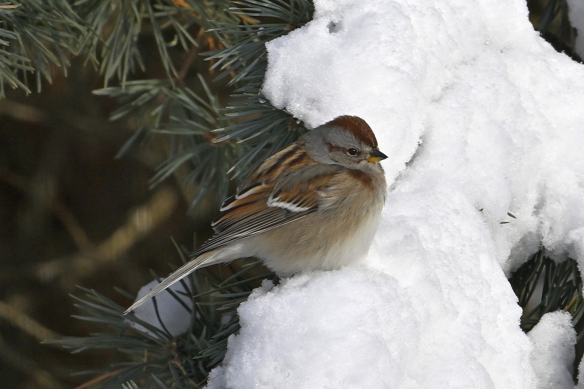 American Tree Sparrow - ML646859602