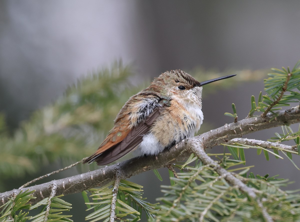 Rufous Hummingbird - ML646859604