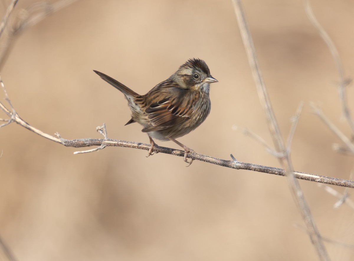 ヌマウタスズメ - ML646859606