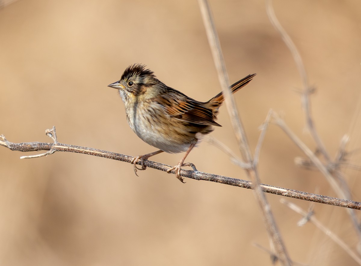 ヌマウタスズメ - ML646859607