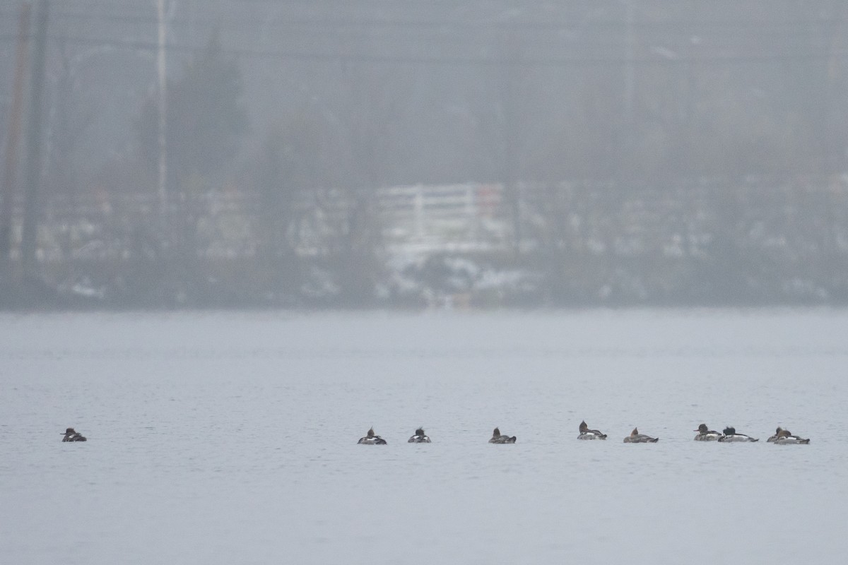 Mittelsäger - ML646859611