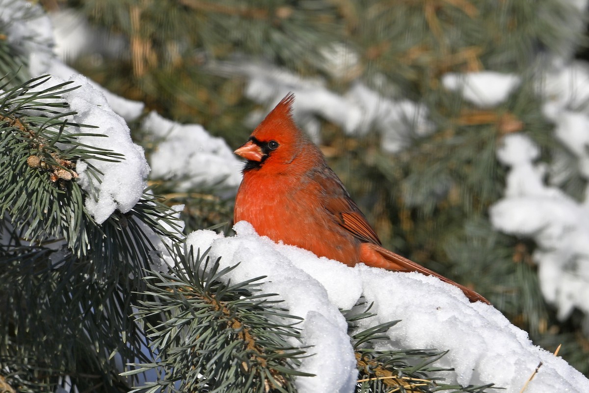 Northern Cardinal - ML646859612