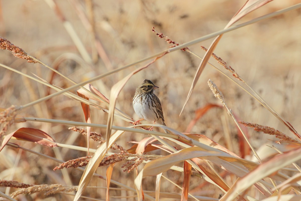 Savannah Sparrow - ML646859616
