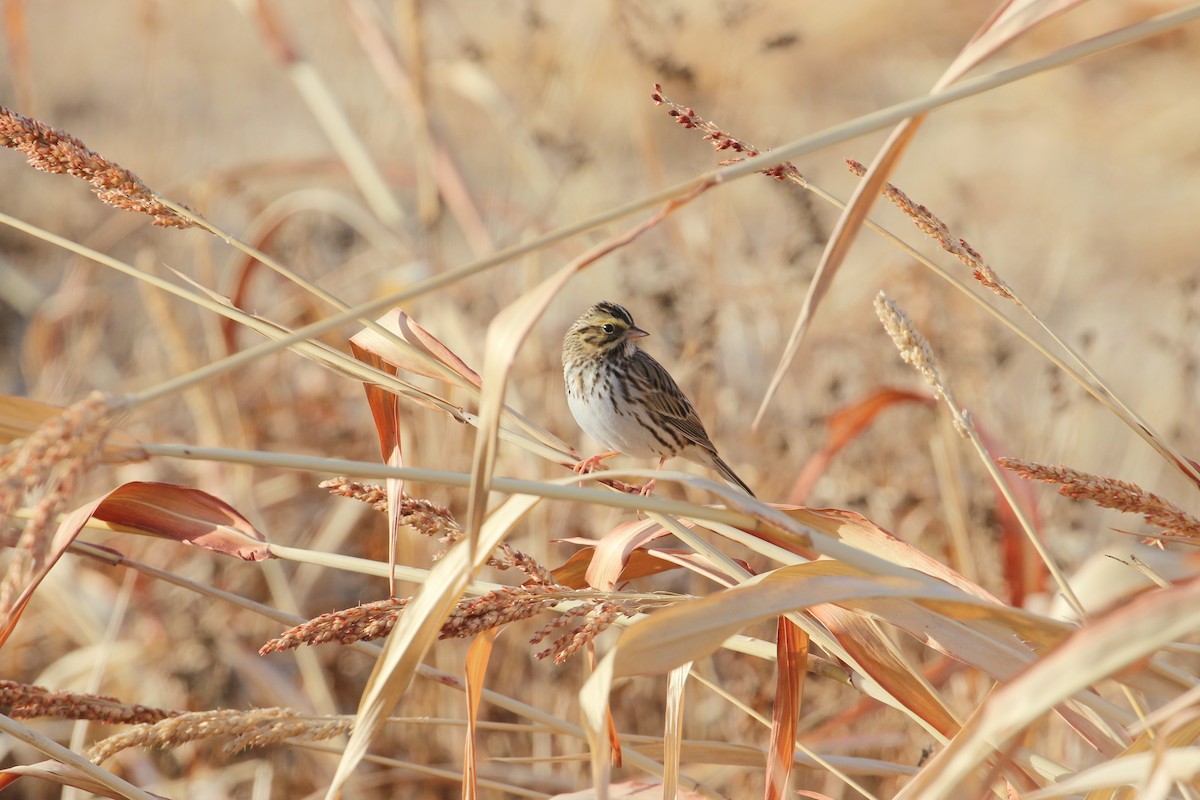 Savannah Sparrow - ML646859617