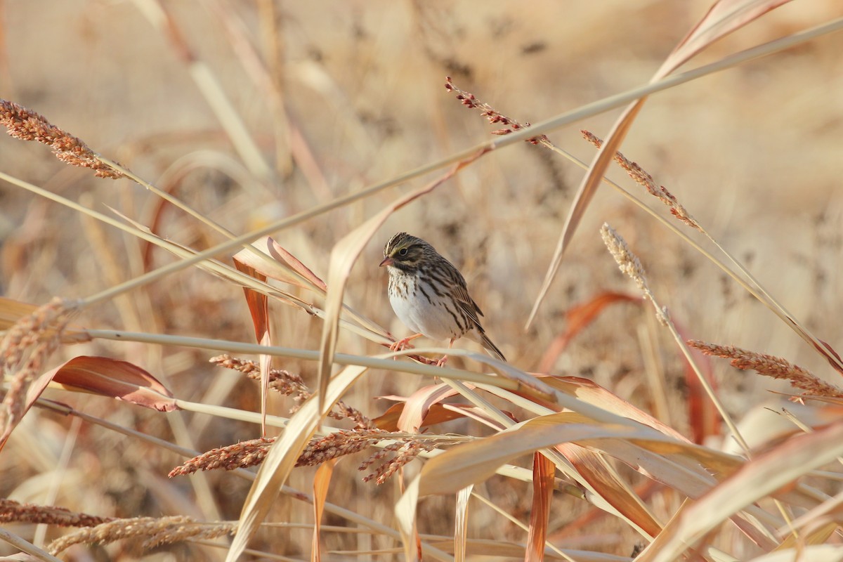 Savannah Sparrow - ML646859618