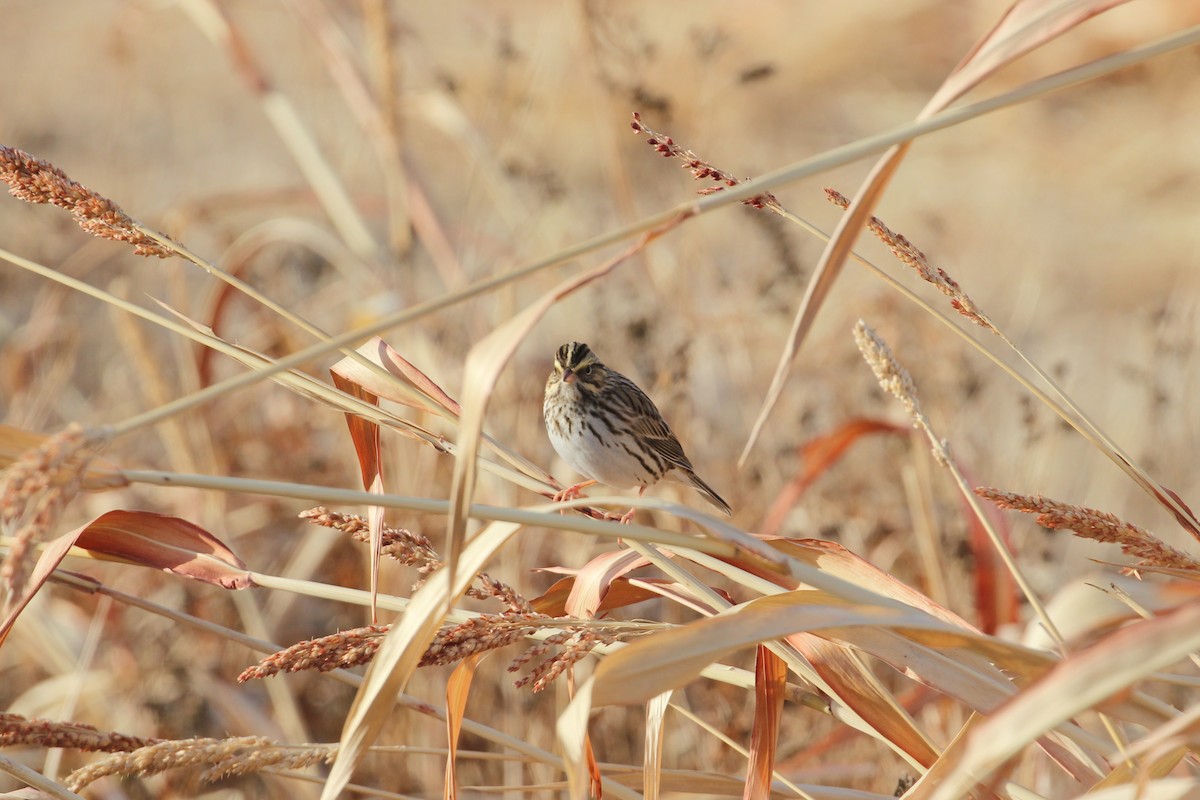 Savannah Sparrow - ML646859619