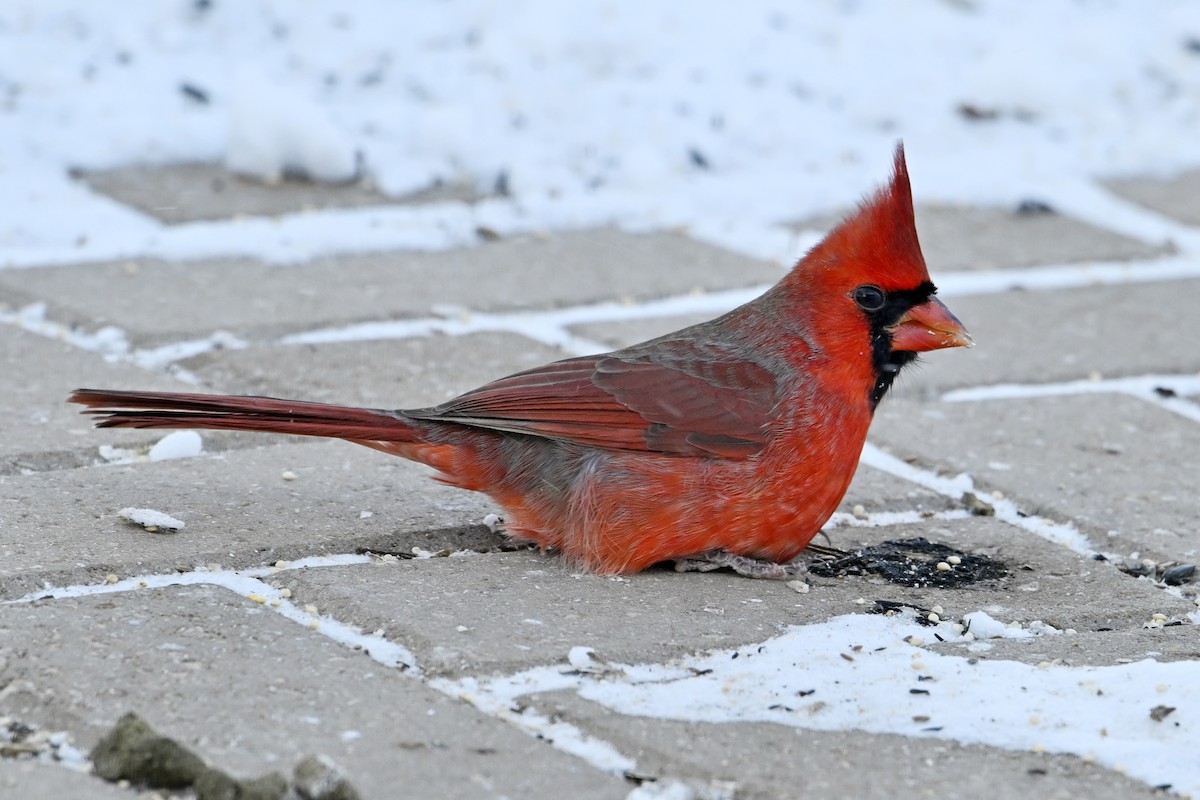 Northern Cardinal - ML646859621
