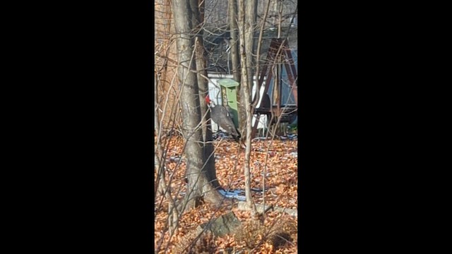 datel chocholatý - ML646859628