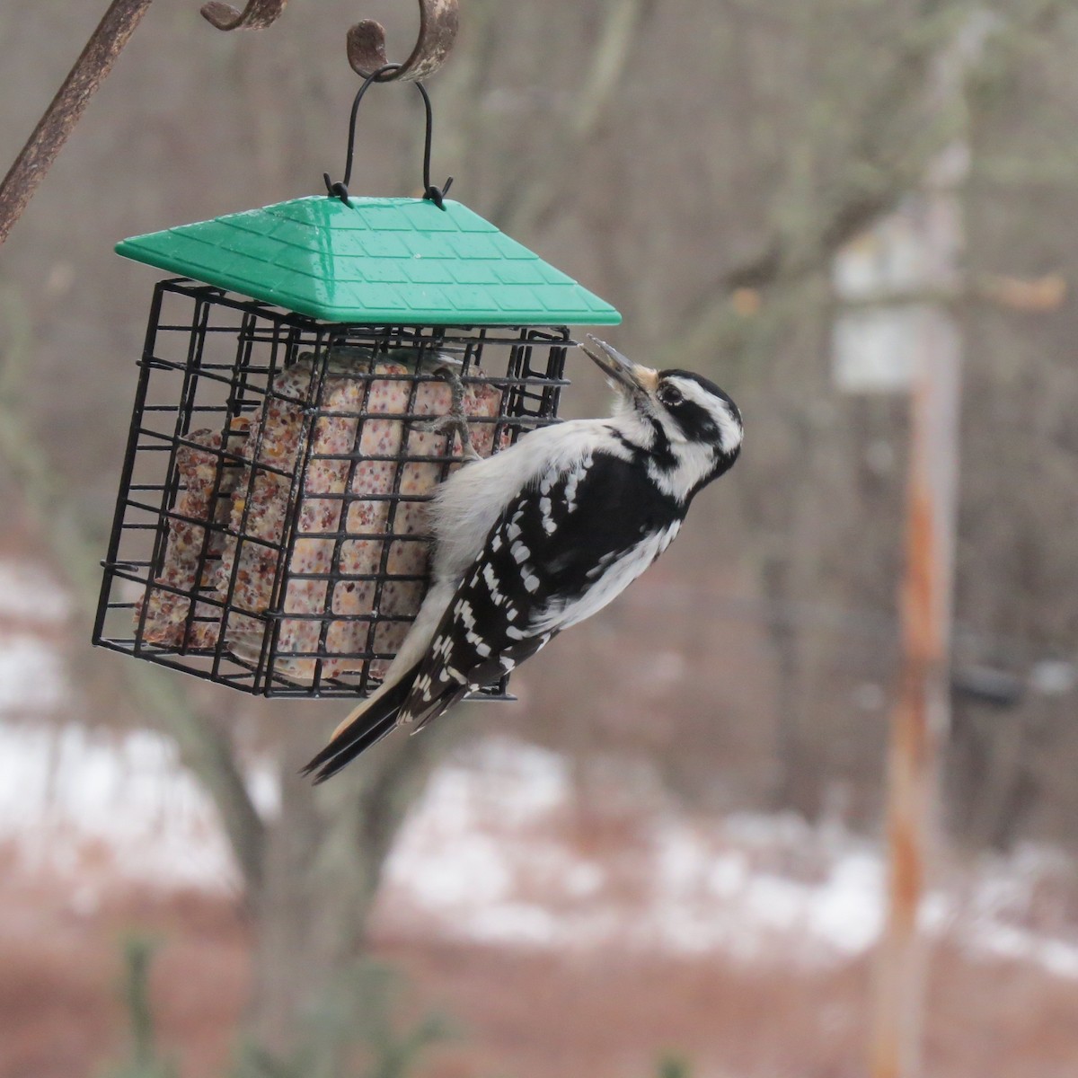 hårspett - ML646859629