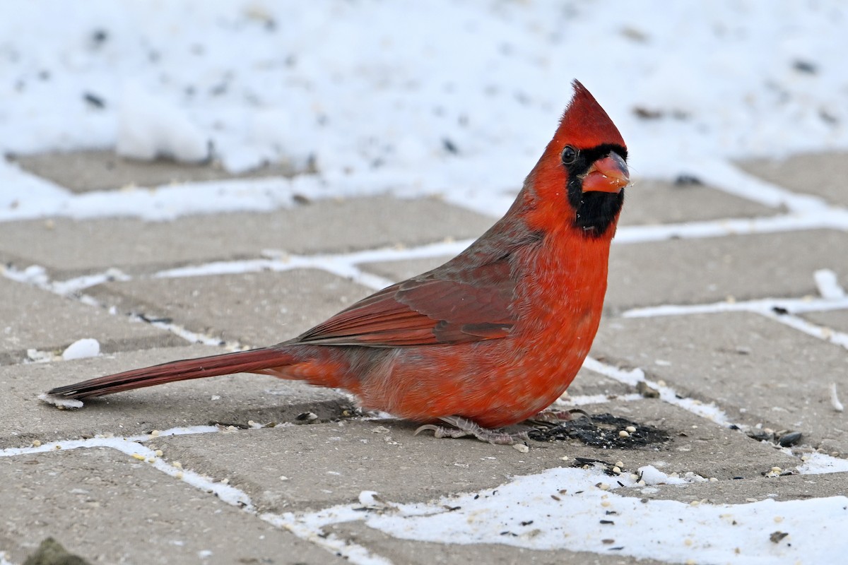 Northern Cardinal - ML646859632