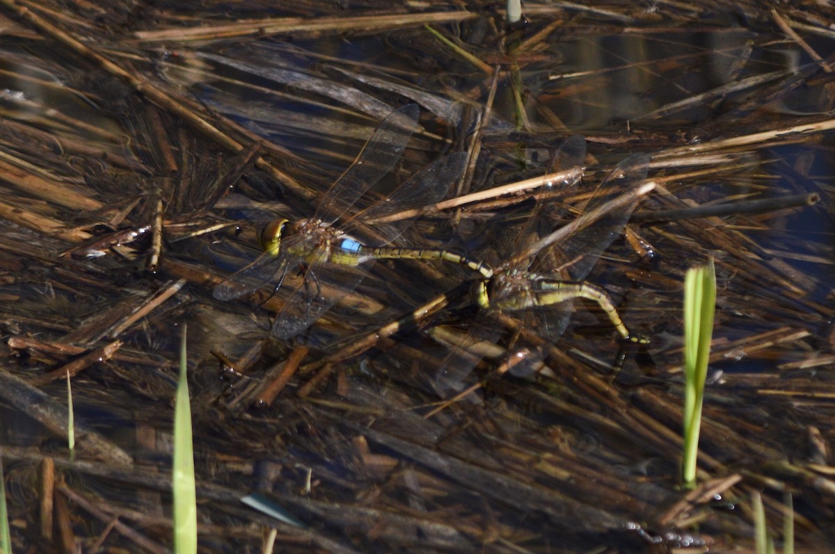 Imperatore migrante - ML646859633