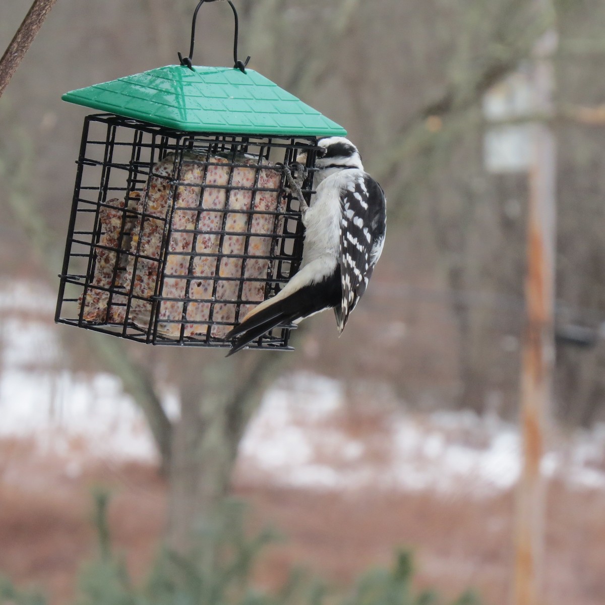 hårspett - ML646859634