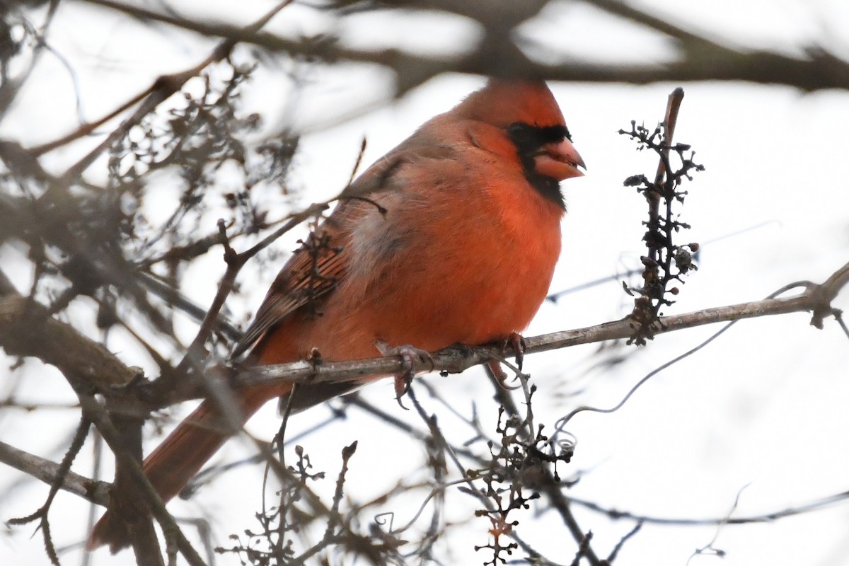 ショウジョウコウカンチョウ - ML646859636