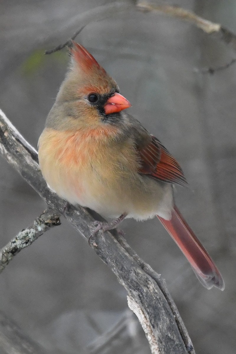 ショウジョウコウカンチョウ - ML646859637
