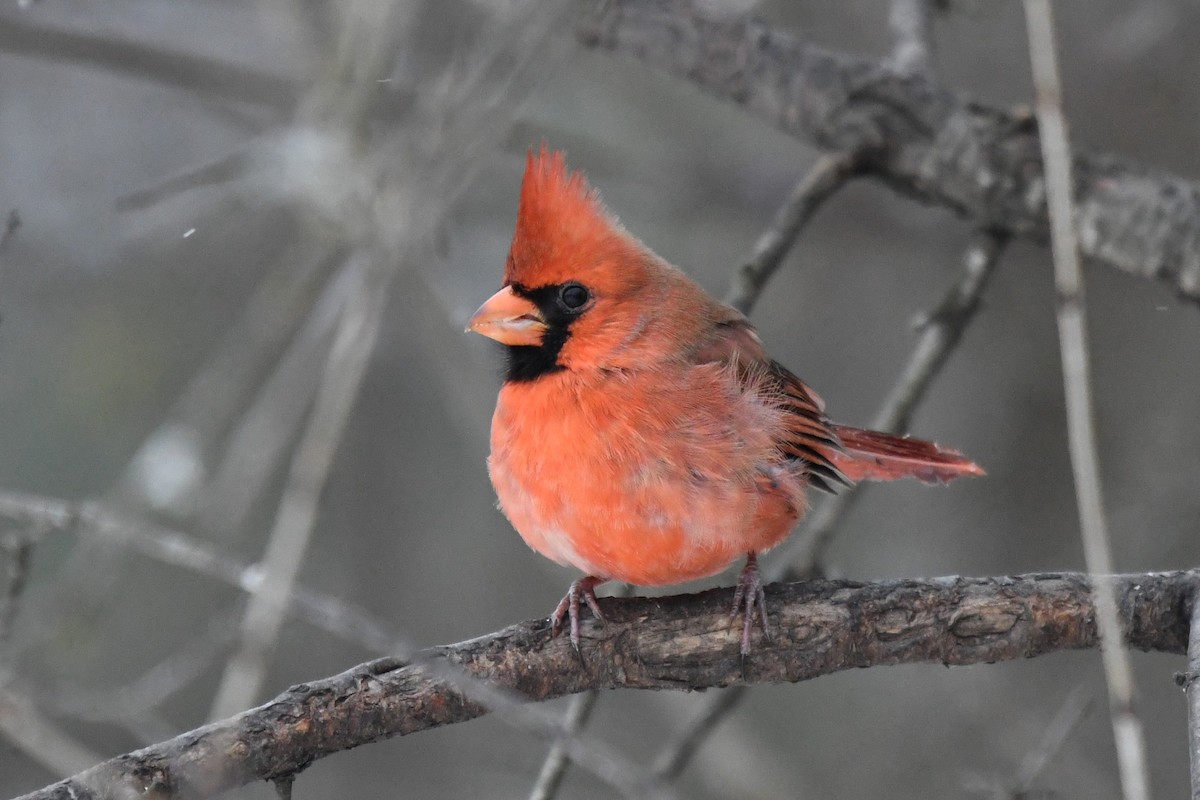 ショウジョウコウカンチョウ - ML646859638