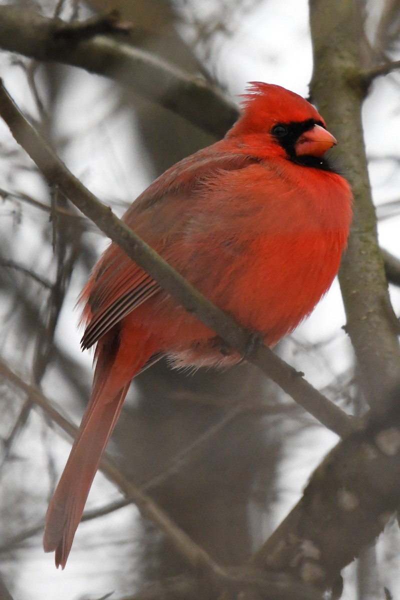 ショウジョウコウカンチョウ - ML646859639