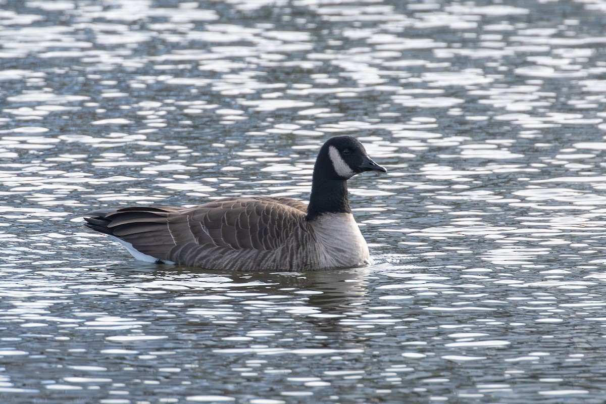 Canada Goose - ML646859643