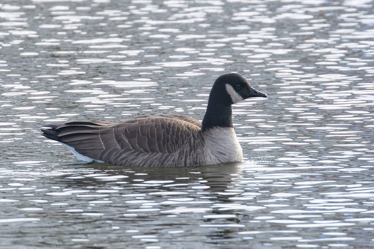 Canada Goose - ML646859644
