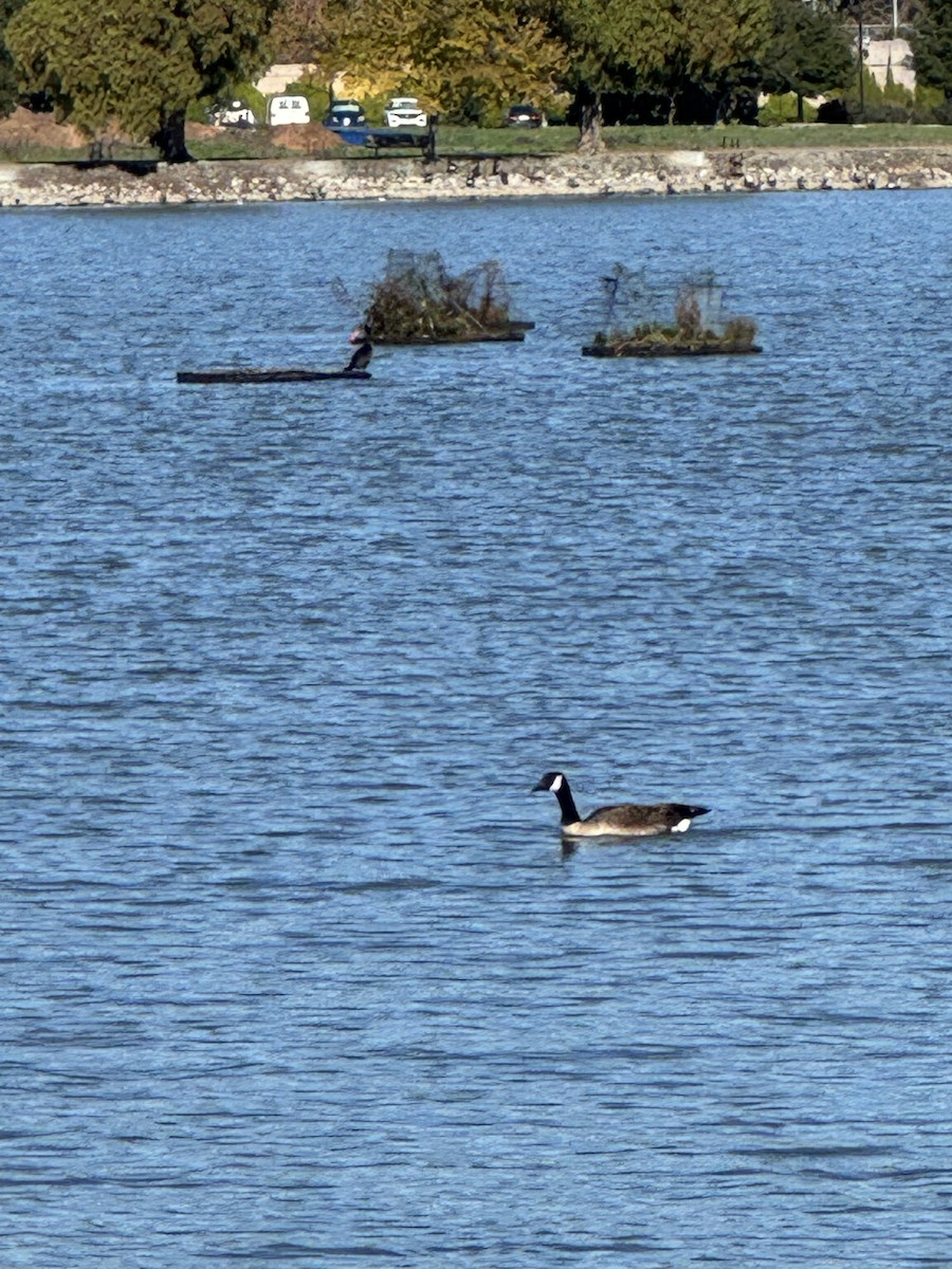 Canada Goose - ML646859645
