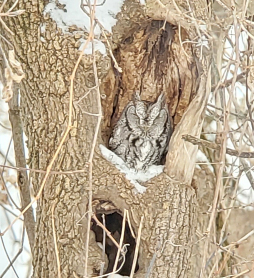 Doğulu Puhucuk - ML646859646