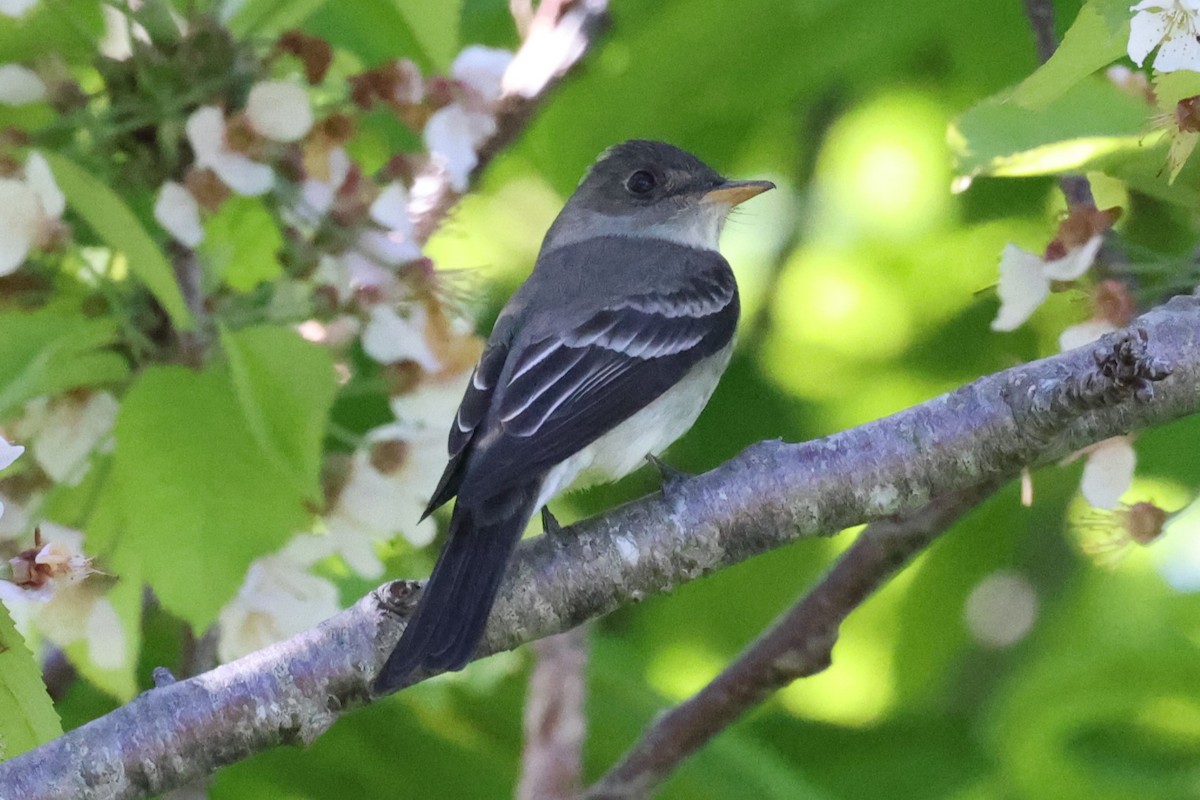 Hellbauch-Schnäppertyrann - ML646859647