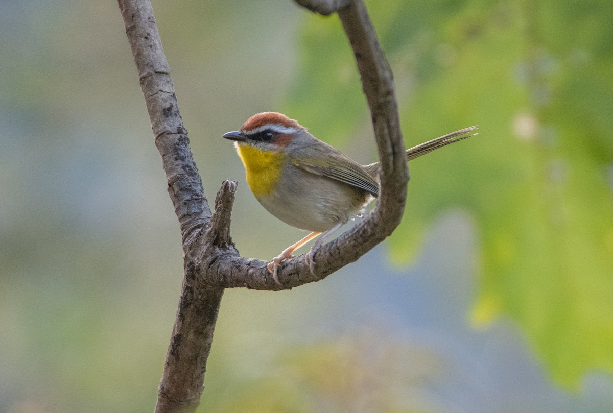 Rufous-capped Warbler - ML646859648