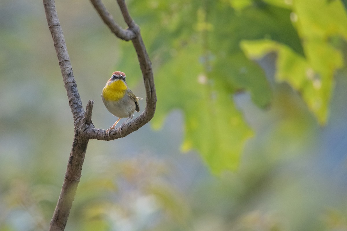 Rufous-capped Warbler - ML646859650
