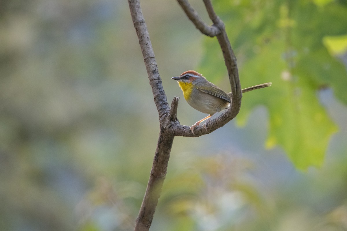 Rufous-capped Warbler - ML646859651
