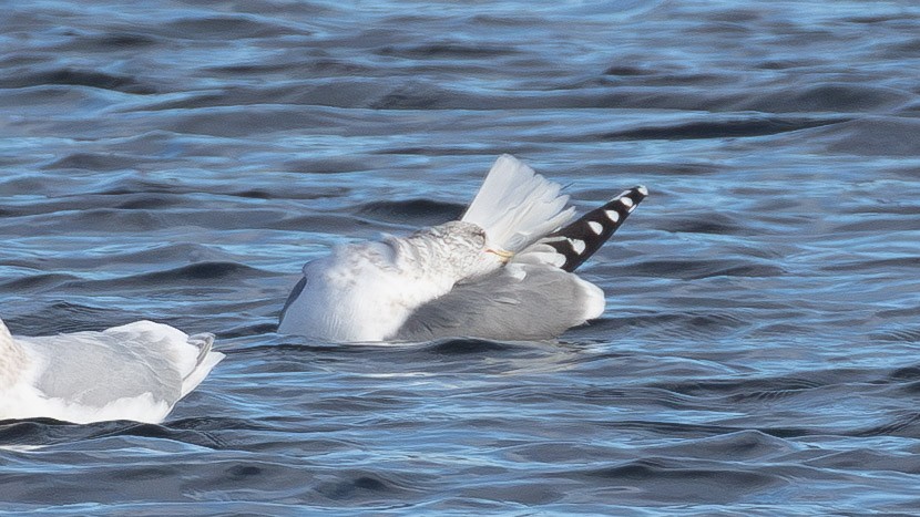 California Gull - ML646859655