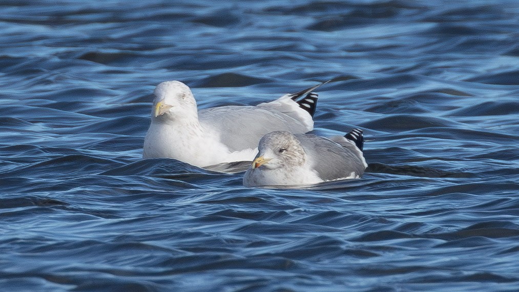 California Gull - ML646859656