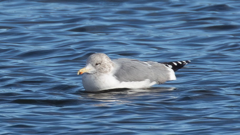 California Gull - ML646859657