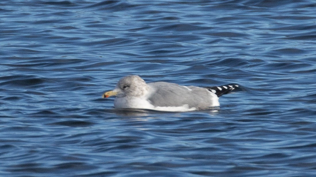 California Gull - ML646859658