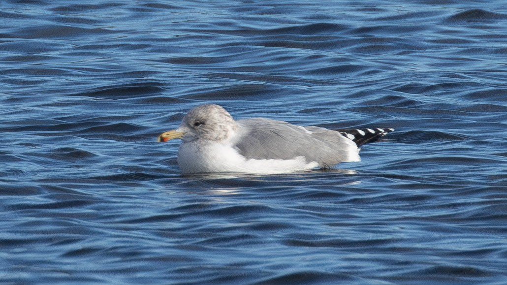 California Gull - ML646859659