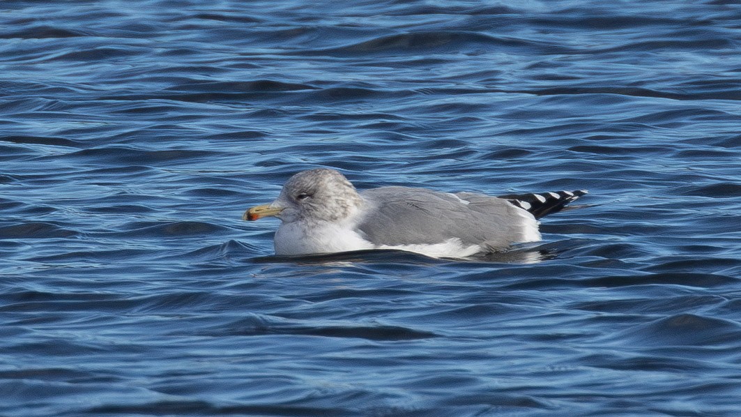 California Gull - ML646859660