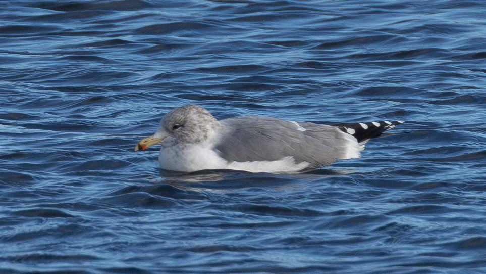 California Gull - ML646859661
