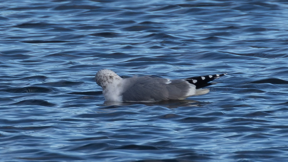 California Gull - ML646859662