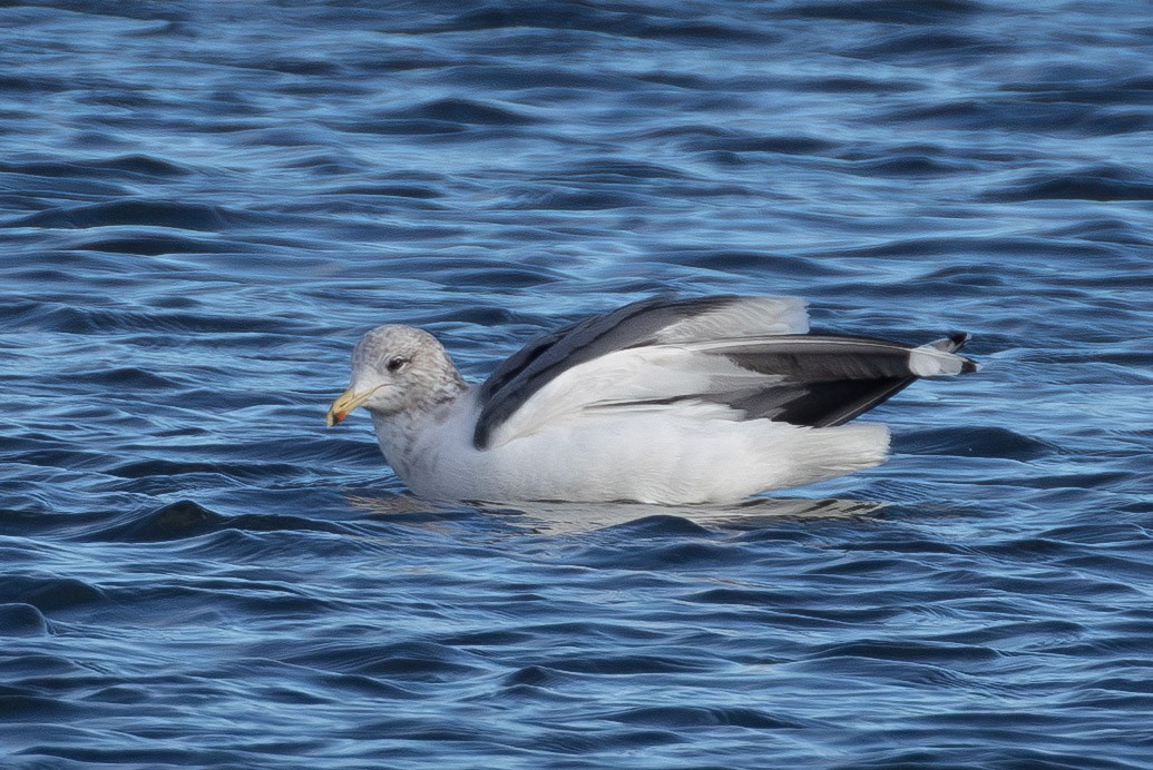 California Gull - ML646859663