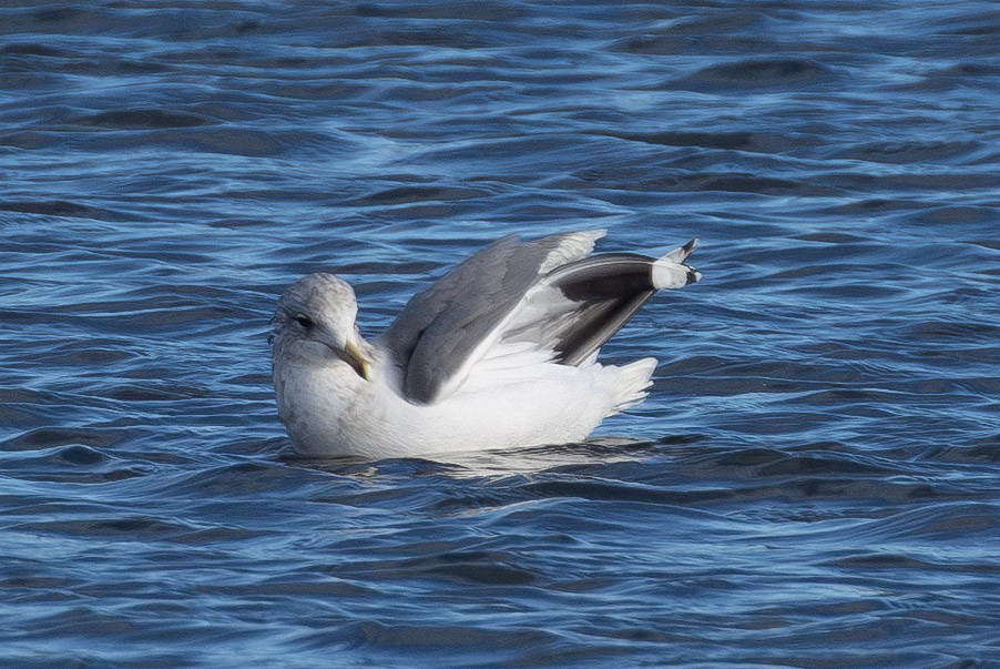 California Gull - ML646859664