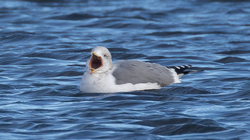 California Gull - ML646859665